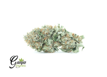 $89 Oz – BC Big Bud
