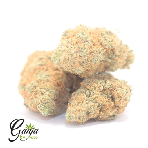 GELATO-DREAM-510x510-3.jpg