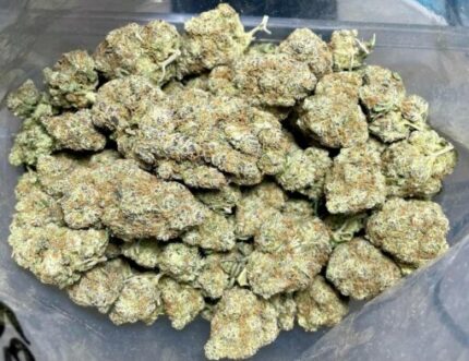 Kootenay Garden’s – Great White Shark