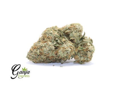 Island Pink – 7G