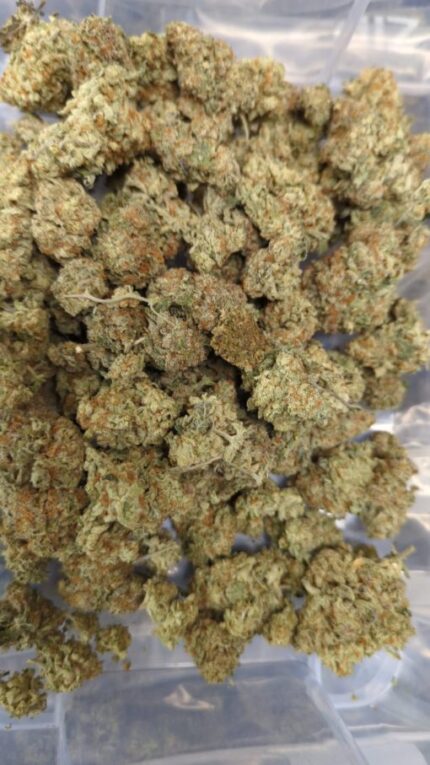 Kootenay Garden’s – Julius Caesar