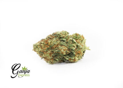 Violator Dream (Bulk)