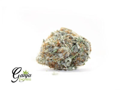 Purple Goddess (Bulk)