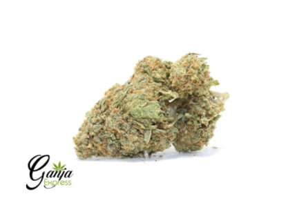 $99 Oz – Rene