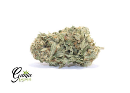 Skywalker – 7G