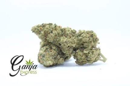 Sunshine Sherbert (Bulk)