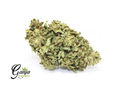 Budget Bud’s Hybrid Edition (Bulk)