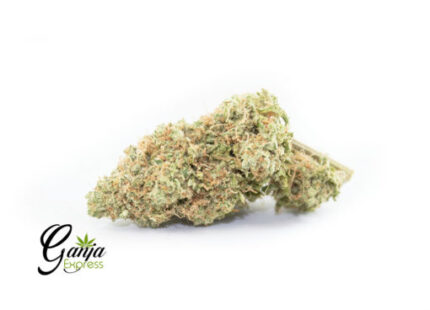 Black Cherry Rocket (Bulk)