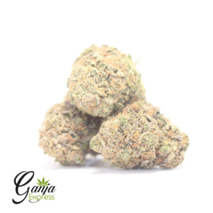 $79 Oz – Gelato 33
