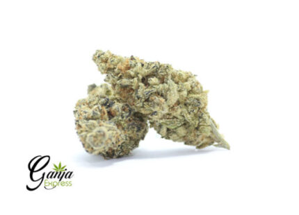 Grape Dosie Pie AAAA