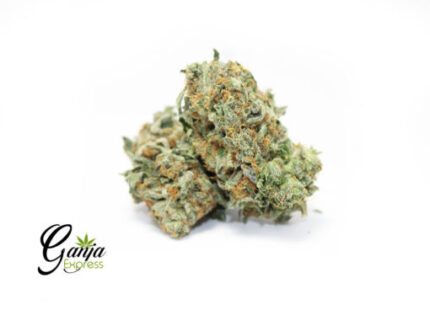 House Hindu Kush (Bulk)