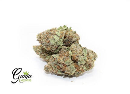 House Green Ribbon (Bulk)