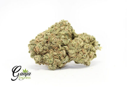 House Purple Urcle (Bulk)