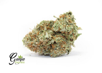 House Romulan #2 (Bulk)