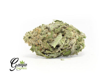 House Zombie Cream (Bulk)