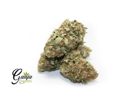 Irene’s Wish (Bulk)