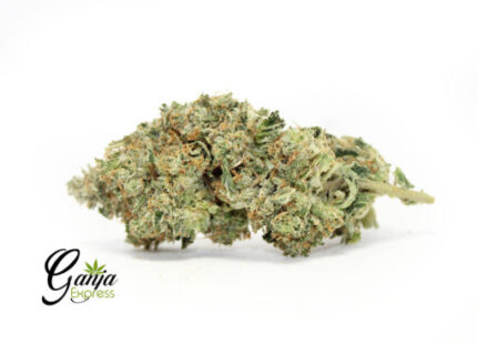 San Pedro King Louis (Bulk)