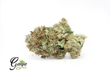 King’s OG Kush (Bulk)