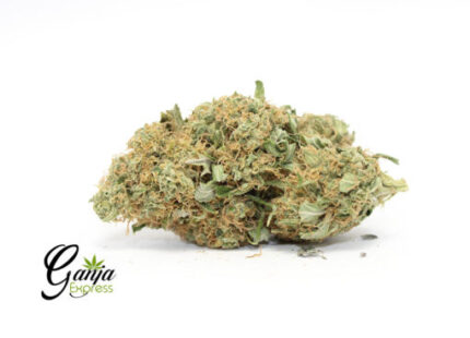 Orange Chocolope (Bulk)