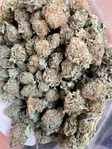 Kootenay Garden’s – Orange Mimosa