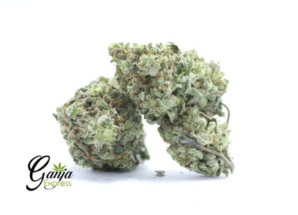 Purple Alien OG (Bulk)