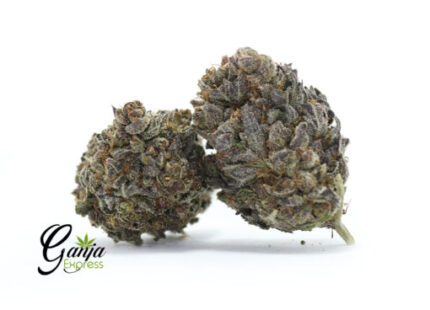 Galactic Cookies (Bulk)