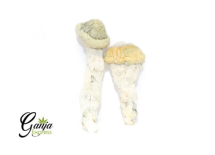 Kootenay Gardens Penis Envy Magic Mushrooms