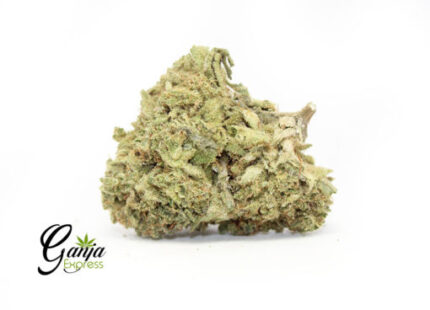 House Romulan (Bulk)