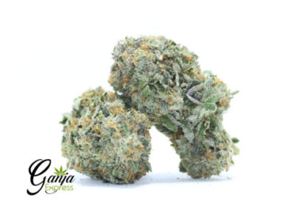 Hippy Crawler AAAA+ (Bulk)