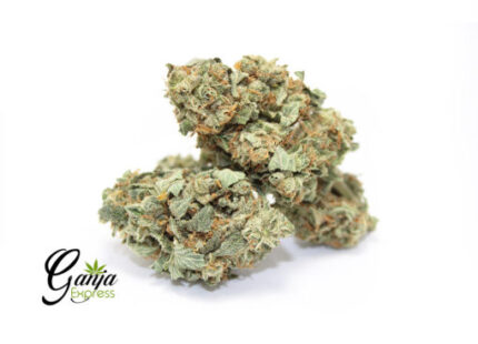 SL Production’s  Candyland (Bulk)