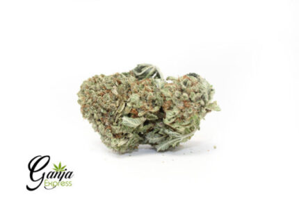 Black Sugar Rose (Bulk)