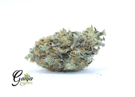 House El Jefe (Bulk)