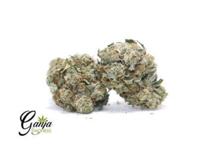 House OG Kush (Bulk)