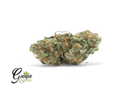 Emily’s Green Goblin (Bulk)