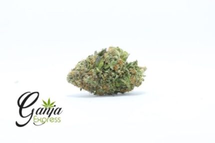 King Louis XIII (Bulk)