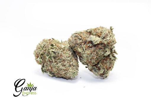 WILD-WHITE-WIDOW-2-510x368-1.jpg