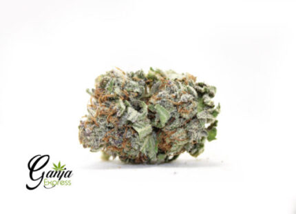 Jack the Ripper (Bulk)