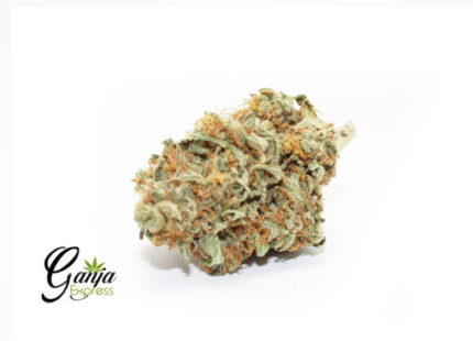 House Blue Heron (Bulk)