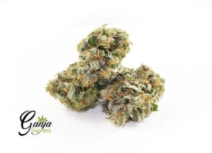 House Gas Mask (Bulk)