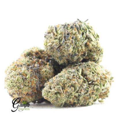 Hawaiian Purple Kush