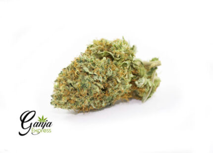 Purple Hashplant (Bulk)