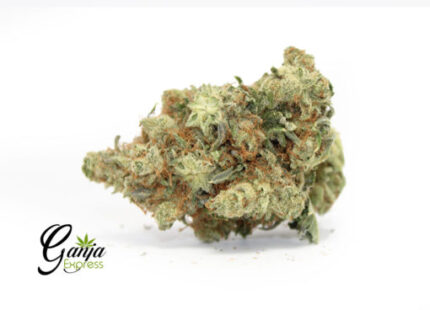 House Violator (Bulk)