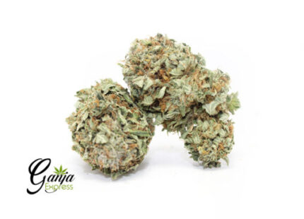 Northern Lights (Bulk)