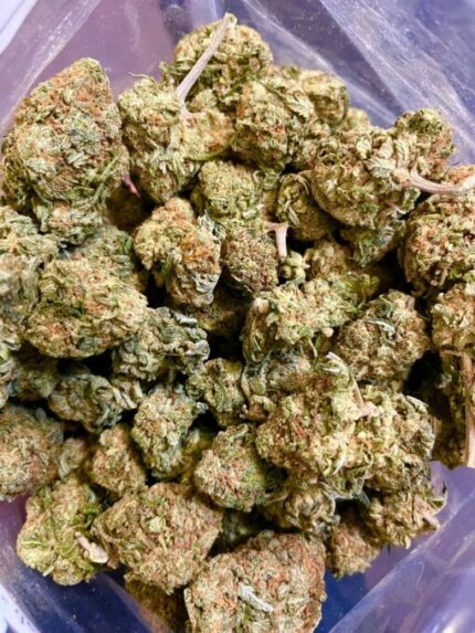 Budget $72 Oz – Punky Lion