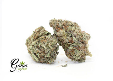 Purple Poison (Bulk)