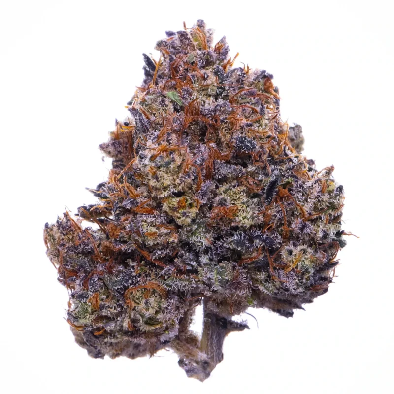 ACQUISTA PURPLE HAZE CANNABIS